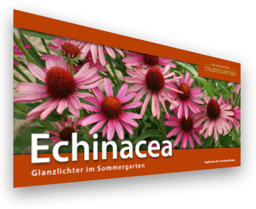 Echinacea